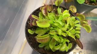 Carnivorous plants update week 8 and small green house tour!