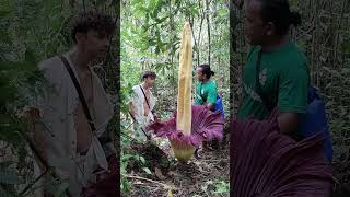 wisata batu katak kedatangan tamu dari HOLAND setelah Dia tau bunga Amorphophallus titanum mekar.