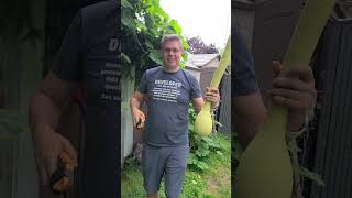 Harvest Tromboncino Squash for the first time#toronto #backyardgardening #canada #harvest #squash