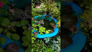 Plant and its flowers, fish pond. And my beautiful garden 😃😃