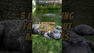 5 Interesting Facts About Alligators