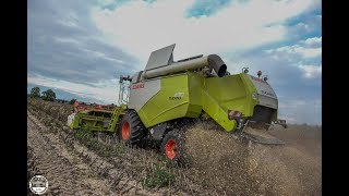 Sonnenblumen dreschen // Claas Tucano 430 , Case CVX 150