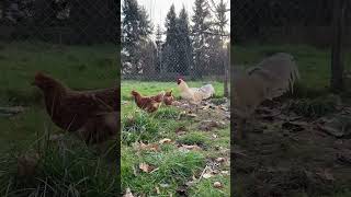 Tonnerre notre jeune coq issue d’un ayam cemani et d’une poule pondeuse