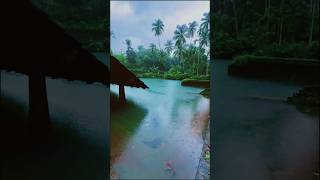 Kerala Beautiful Ponds 💚🌴🚣‍♂️🚤🌨️📍 #shorts #shortsfeed #trending #monsoon #traditional #ponds #kerala