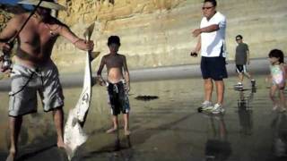 Shovelnose Guitarfish Caught from Surf