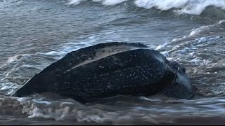 A Rare Sighting of a Leatherback Turtle at Sunrise on Playa Grande, Costa Rica