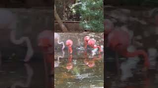 Pink beautiful creatures - flamingos 🦩🦩🦩🦩🦩