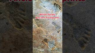 Epic Relics Fossilized Footprints, White Sands National Park New Mexico #shorts #fossildiscoveries