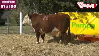 Toros Hereford desde 81 al 90