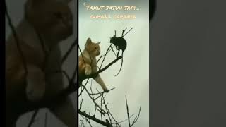 posisi sulit, kucing dan tikus l