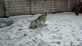 Siberian Husky: zabawa Sary na podwórku.