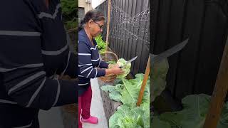 Vegetable harvest backyard garden #maryskitchen #melbourne #food #harvest#trending#1million