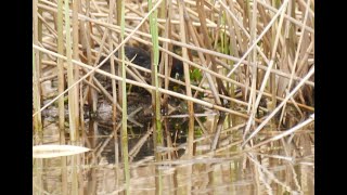 Zwergtaucher Nestbau , Haselbacher Teiche, achybaptus ruficollis, little grebe #Vogelbeobachtung