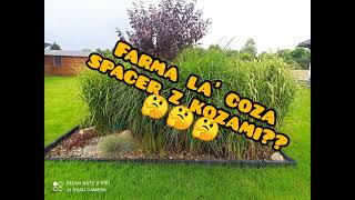 Farma La' coza (odc.4): Spacer z kozami.