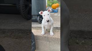 Nita’s Twin 👑 #AKC #BullTerrier #ChosenSheepKennels