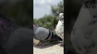 Kabutar lovers #pigeon #shorts #videoshort #youtubeshort