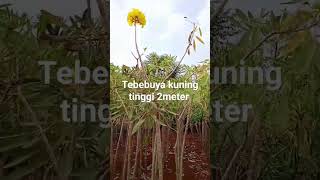 ready tebebuya kuning tinggi 2meter harga 250ribu..0895373682152