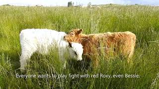 Bessie & Roxy Play Fighting #cowlover #animal #farmlife #babycow