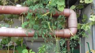 اطعام البلطي زراعة الاسطح ---- kuwait 27-11-12 Rooftop Farm