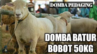 DOMBA PEDAGING BOBOT 50KG