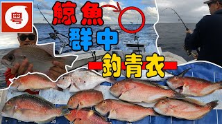 🐋🛥️🎣 【澳洲黃金海岸】喺鯨魚群中用 "馬騮吊頸" 釣青衣  [中字幕, 粵英旁白]