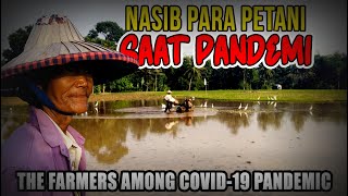 [Tragis] Nasib Petani Di Tengah Pandemi!