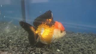 12-13cm High Quality Oranda (12)