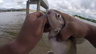 6-9-19 OHIO RIVER Bank fishing#3