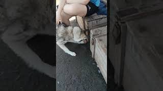 Зевс и мячик#helpanimals #приют_для_собак