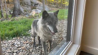 Chalet des loups, parc Omega 2024