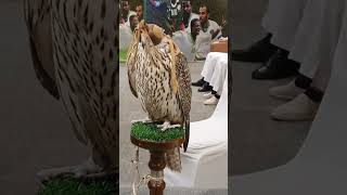 FALCON BIRD STEADY LANG. #shorts #shortsvideo #falcon #bird #viral #viralvideo #viralshorts