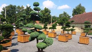 Jalovec čínský - Juniperus chinensis 'Blue Alps'