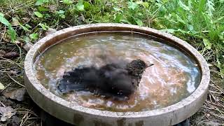 Buntspecht, Amseln, Mönchsgrasmücke, Haussperling und Blaumeise im Vogelbad