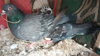 Mere Neele pair Alhamdulillah bread kar le #masadbirds #pigeon #kabootar