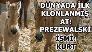 Dünyanın Klonlanan İlk Atı: PREZEWALSKİ ATI