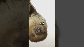 Sloths Have a Superpower You Won’t Believe!