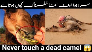 Animal facts || Don't touch a dead camel || dead camel explodes || camel facts || Hidden secrets