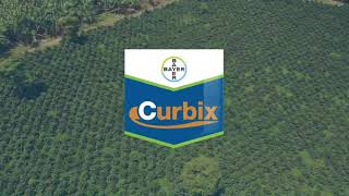 Protege tus Cafetales con Curbix | Agro Bayer Colombia