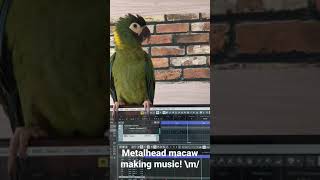 Cutest pet parrot makes music | Pneuma, the Yellow Collared Macaw shouts on the beat!