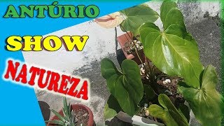 Antúrio - Como cuidar de antúrio - Quero aprender a cuidar de anturio - Adubo para anturio