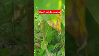 GRAFTED AVOCADO