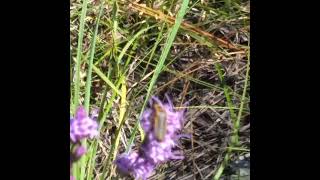 Lightning Bug In Daytime