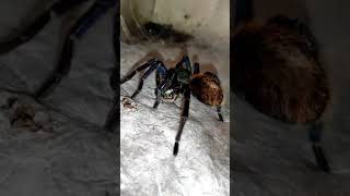 🕷️ Chromatopelma cyaneopubescens 🪳 FEEDING #tarantula #vogelspinnen #tarantulafeeding