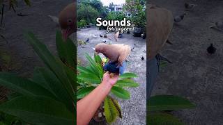 Sounds for Pigeons