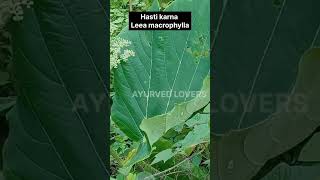 हस्ति कर्ण - Leea macrophylla #ayurveda #medicinalplant #ayu