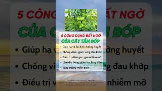 5 Tác Dụng Bất Ngờ Của Cây Tầm Bóp #duocsihuongtra #suckhoe #shorts