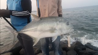 #kovalam fishing Giant GT #trevallyfish caught in kovalam beach.🔥👌| தரமான சம்பவம்..🔥😎💥