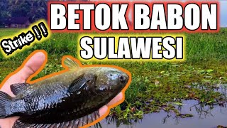 Mancing Ikan Betok Babon Di Pulau Sulawesi