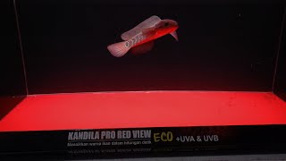 LAMPU KANDILA PRO RED VIEW ECO