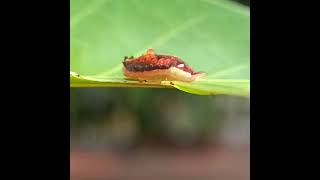 Slug Moth Caterpillar(Spatulifimbria genus) #caterpillar #rare